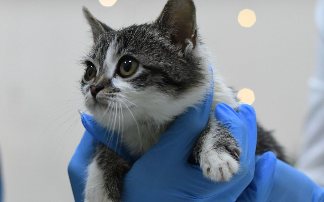 Прием питомца в ветеринарной клинике