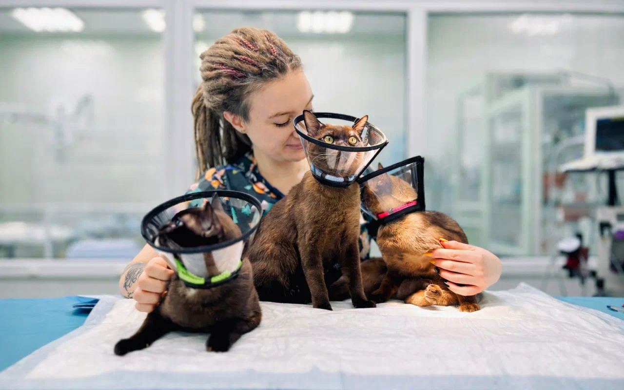 Памятка по стерилизации и кастрации