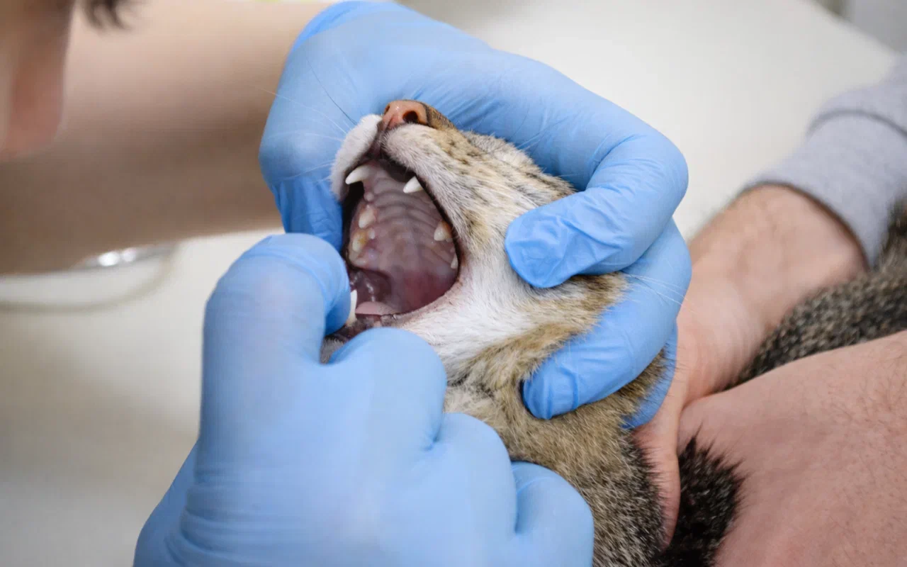 Памятка - перед плановой санации ротовой полости