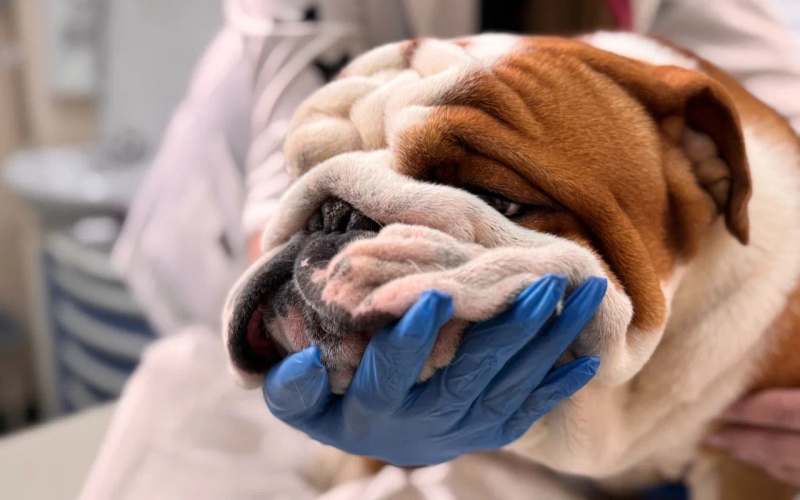 Разработка Оземпика для собак