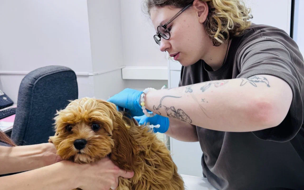 Рекомендации для владельцев животных по чипированию