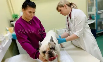 Онкология в ветеринарной клинике «в Добрые Руки»