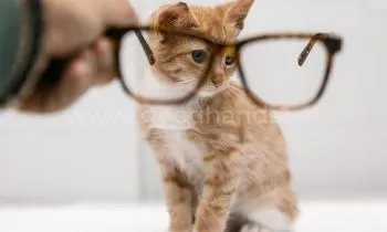 Офтальмология в ветеринарной клинике «в Добрые Руки»