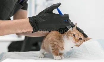 Дерматология в ветеринарной клинике «в Добрые Руки»