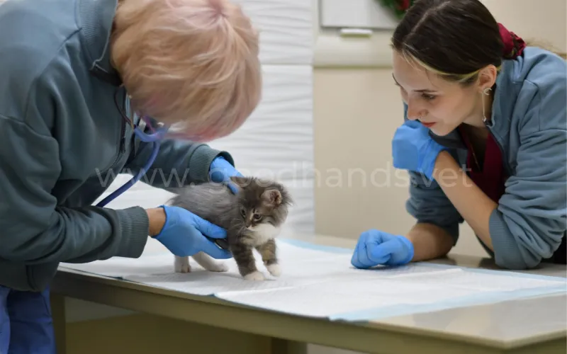 Отравление салицилатами кошек и собак