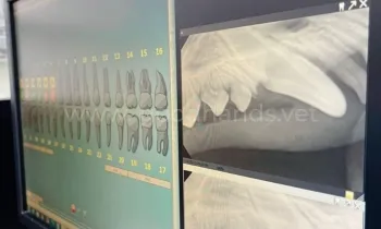 Рентген в ветеринарной клинике «в Добрые Руки»