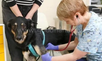 Эндокринология в ветеринарной клинике «в Добрые Руки»