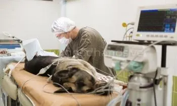 Стерилизация в ветеринарной клинике «в Добрые Руки»