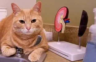 Нефрология в ветеринарной клинике «в Добрые Руки»