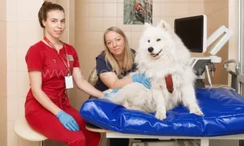 УЗИ для животных в ветеринарной клинике «в Добрые Руки»