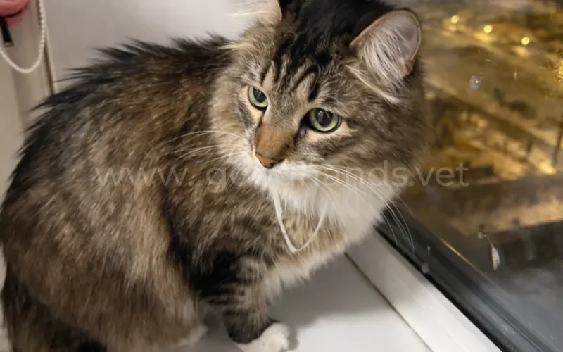 У кошки текут слюни после укола: опасно ли это и что делать?