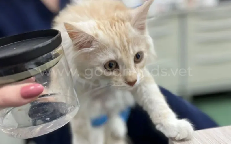 Дегельминтизация кошек и собак