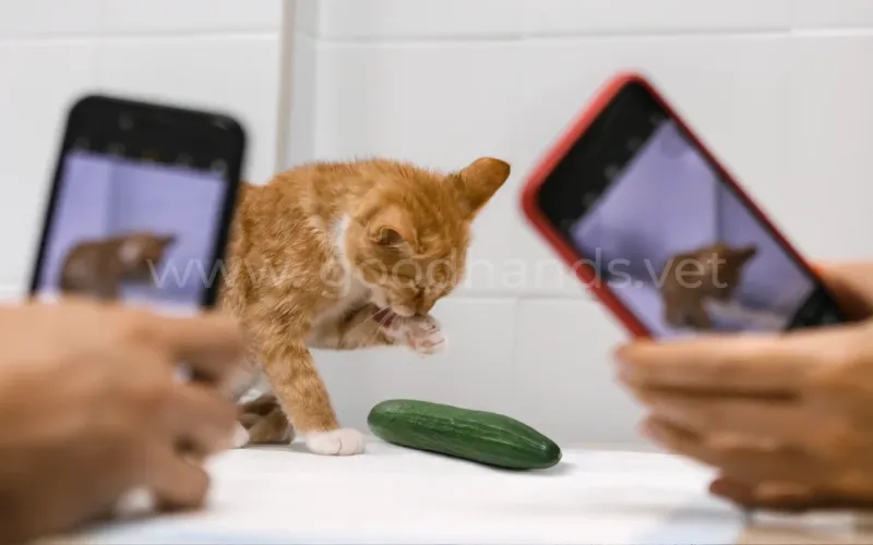 Почему кошки боятся огурцов