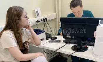 Гастроэнтерология в ветеринарной клинике «в Добрые Руки»