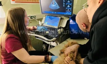 Кардиология в ветеринарной клинике «в Добрые Руки»