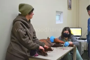 ЭКГ для животных в ветеринарной клинике «в Добрые Руки»