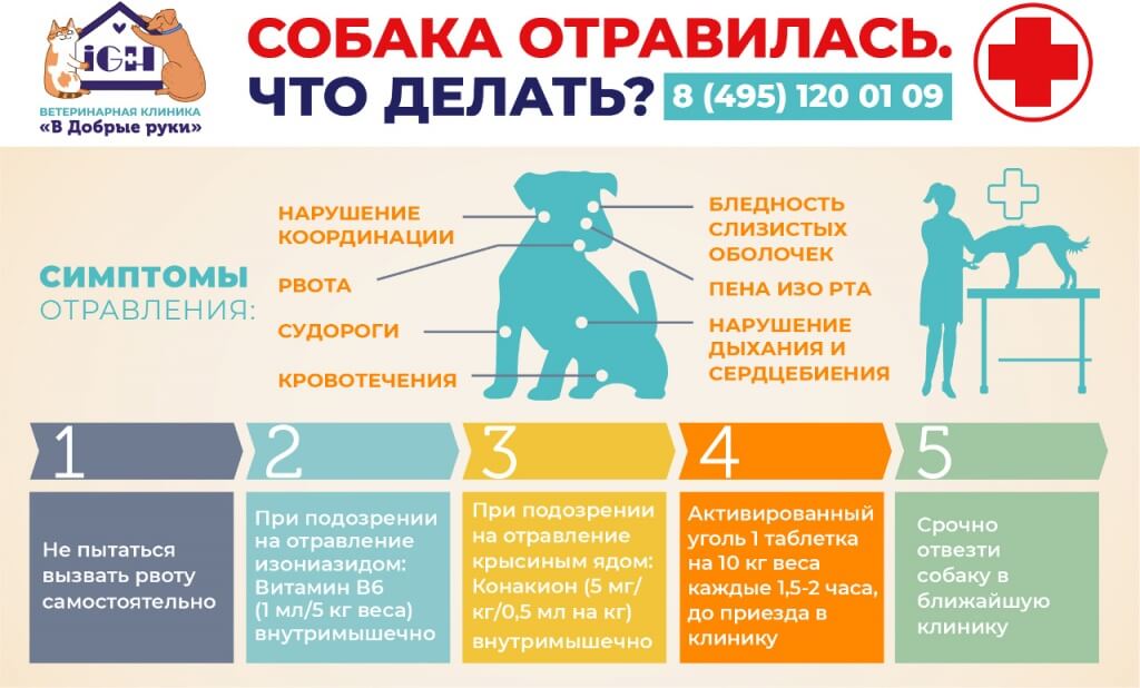 960x600_-01.jpg собака отравилась что делать