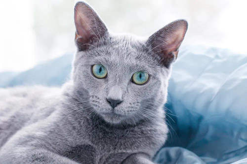 голубая кошка