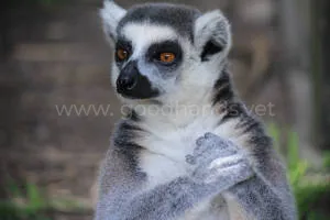 lemur.jpg lemur.jpg