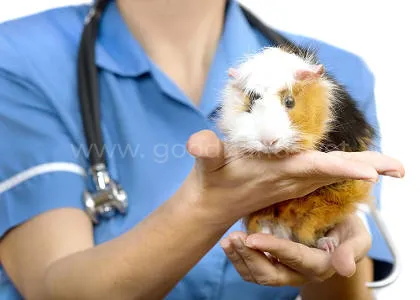 ratolog_1.jpg