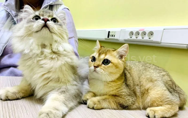 Гингивит у кошек: симптомы и лечение