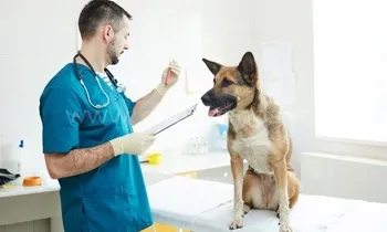 Анализы для животных Анализы для животных