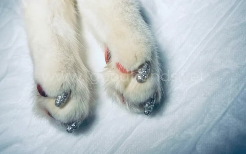 Вросший коготь у кошки, что делать