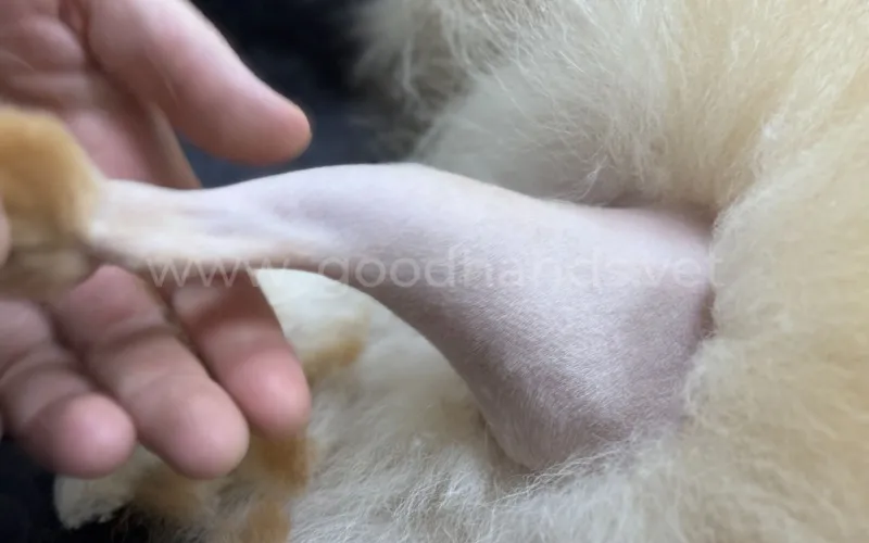 Перелом лапы у собаки, симптомы, причины, лечение