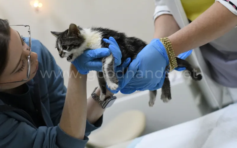 Болезни глаз у кошек симптомы и лечение