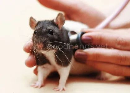 ratolog_3.jpg