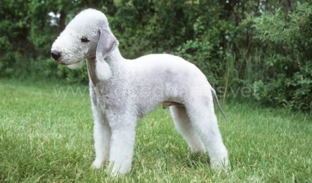 bedlington-terrier-851533.jpg bedlington-terrier-851533.jpg