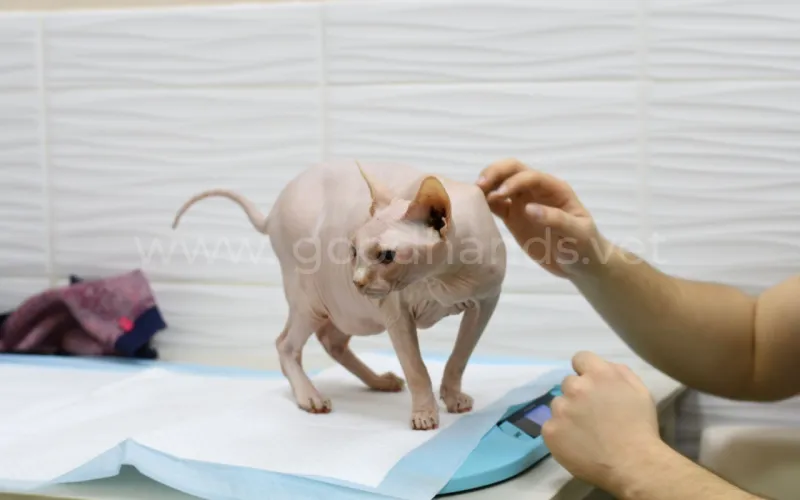 Симптомы и лечение ушного клеща у кошек
