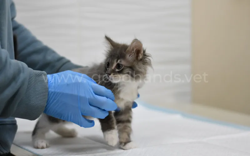 Первая прививка котенку
