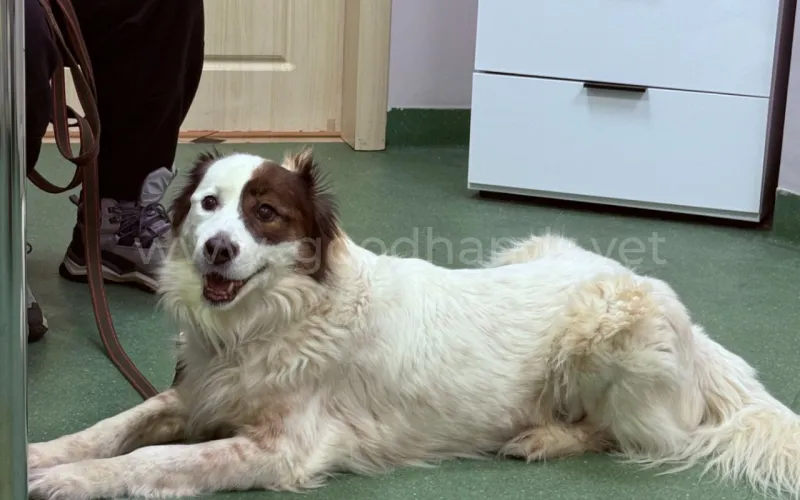 Тепловой (солнечный) удар у собаки
