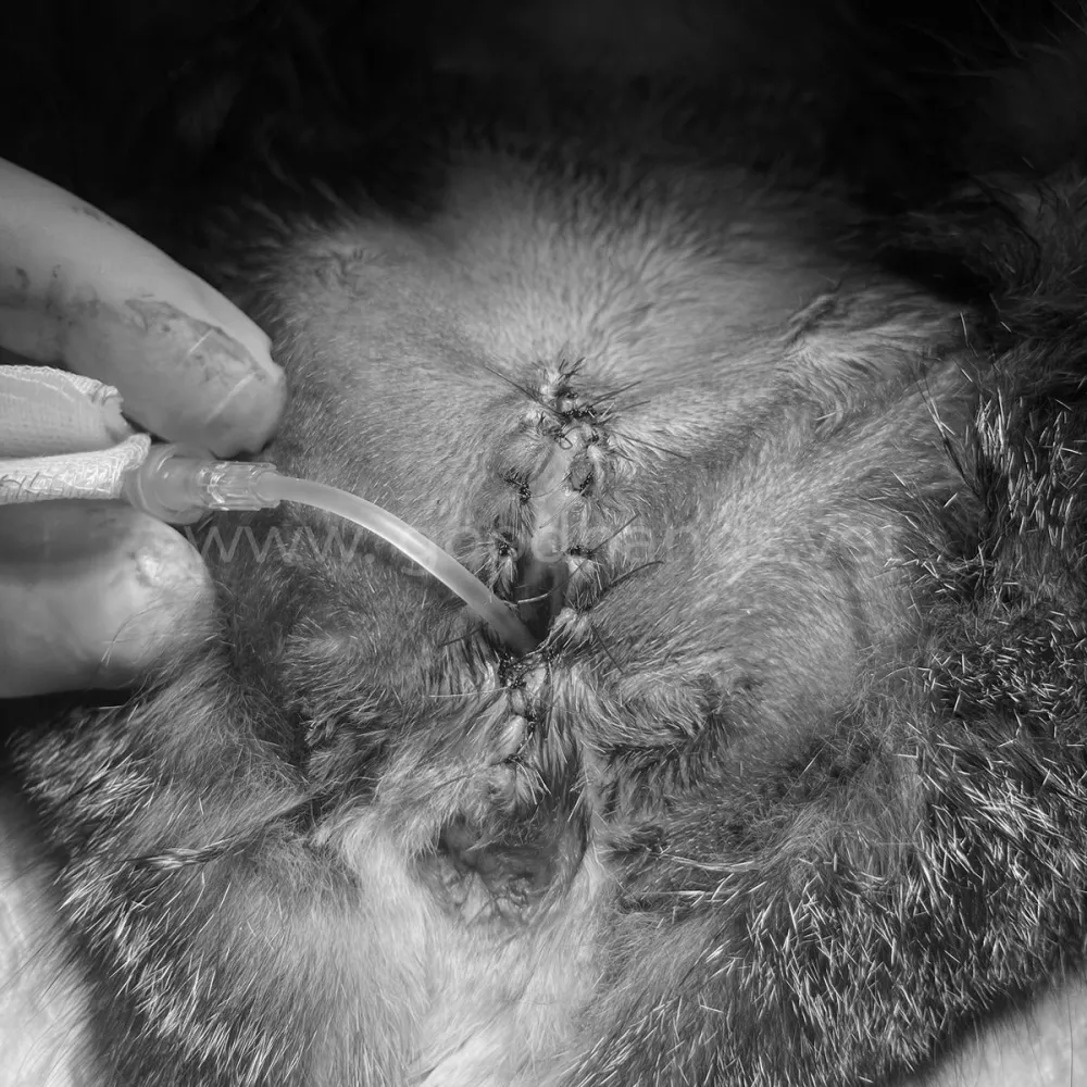 задержка мочи у кошек задержка мочи у кошек