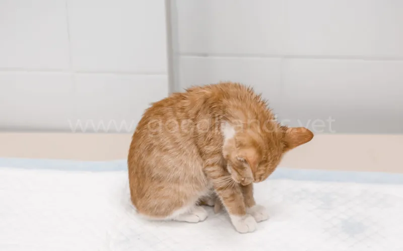 Кошка ничего не ест, что делать