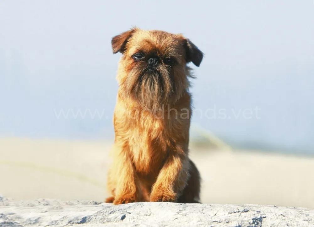 griffon-belge-medialibrary_original.jpg griffon-belge-medialibrary_original.jpg