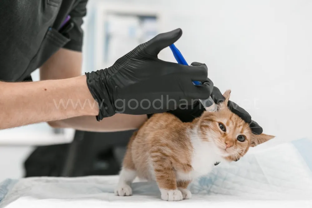 Клиника изнутри