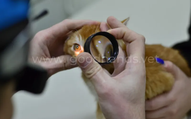 Удаление глазного яблока у собак и кошек