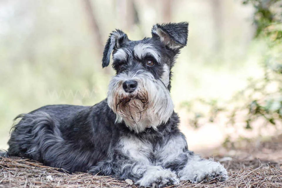miniature-schnauzer-i2-sz3.jpg шнауцер