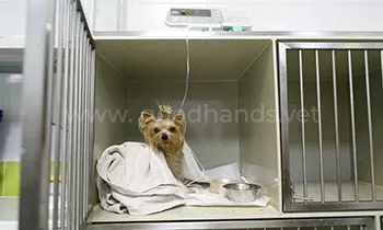 Стационар для животных Стационар для животных