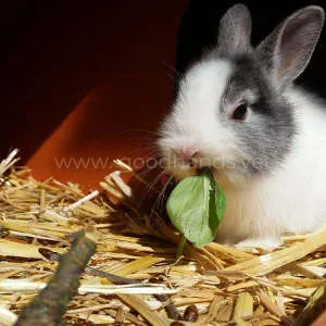 rabbit-seno.jpg