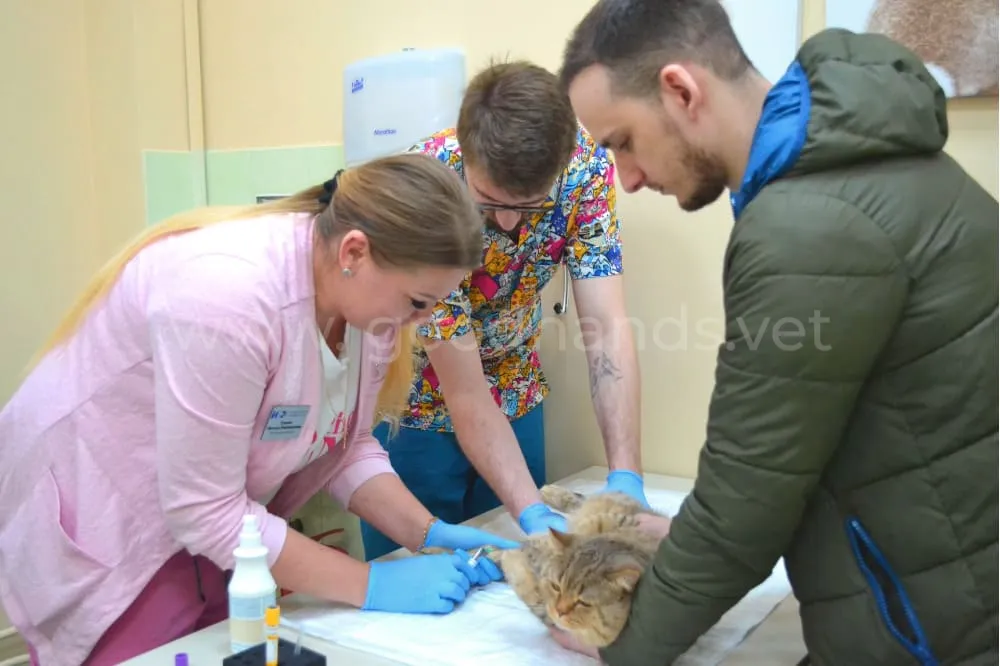 Диагностика в ветеринарной клинике «в Добрые Руки»