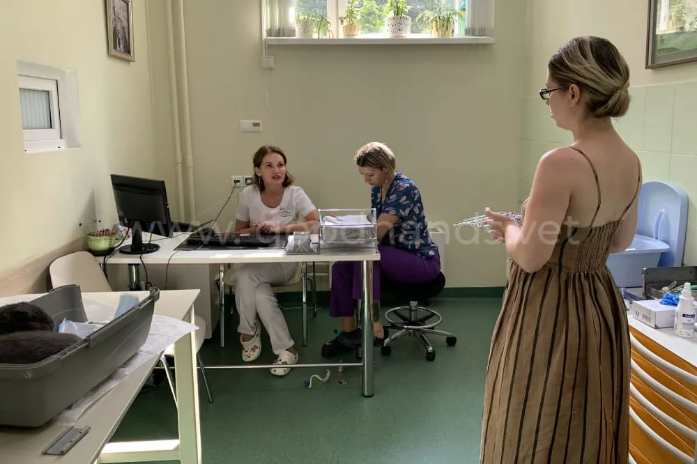 Дерматология в ветеринарной клинике «в Добрые Руки»