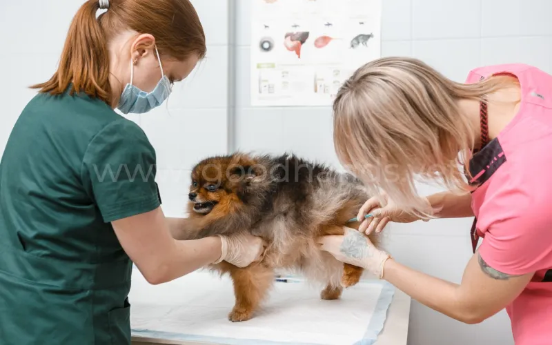 Можно ли давать собакам кости