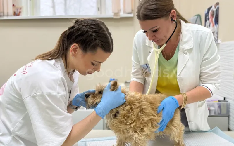 Если собака подавилась - что делать?