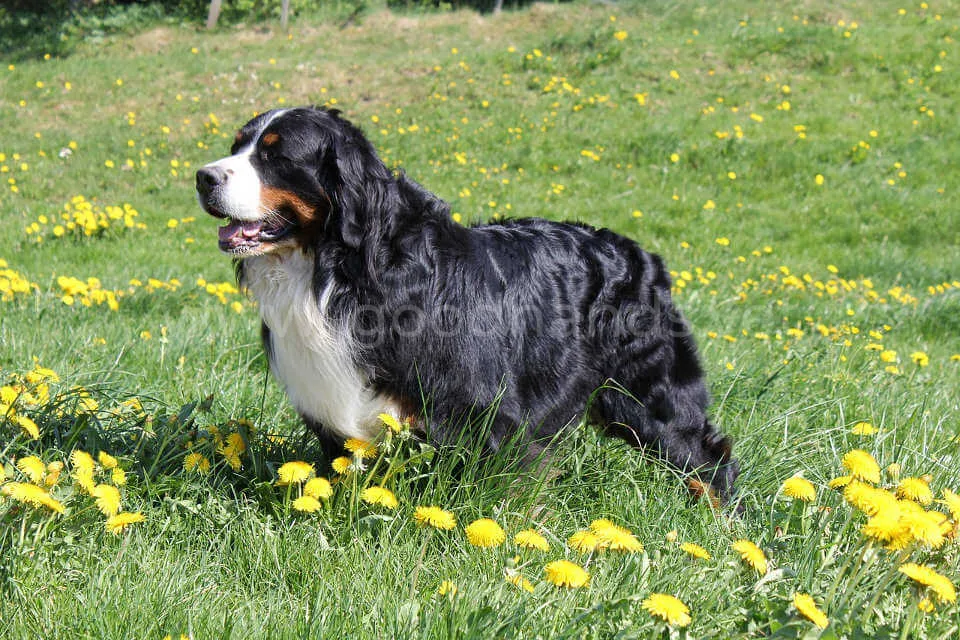 Bernskij-zennenhund3.jpg Bernskij-zennenhund3.jpg