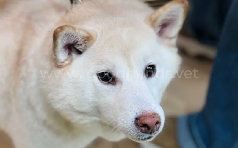 Когда выпадают зубы у собак