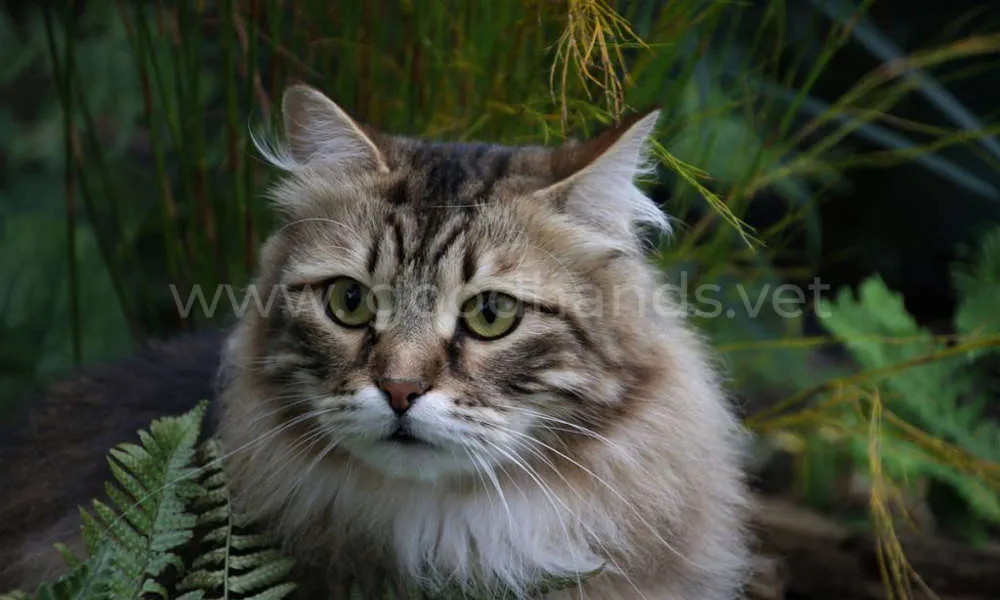 сибирская кошка сибирская кошка
